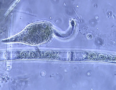 Lacrymaria olor
