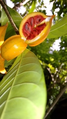 Tabernaemontana alternifolia