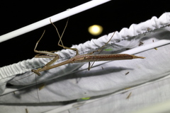 Archimantis latistyla