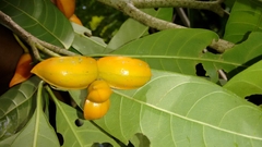 Tabernaemontana alternifolia