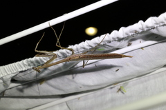 Archimantis latistyla