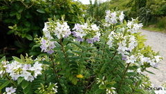 Veronica elliptica