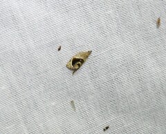 Acroceuthes metaxanthana