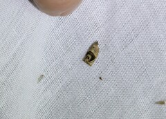 Acroceuthes metaxanthana