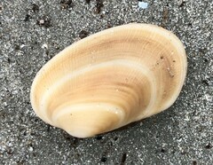 Venerupis galactites