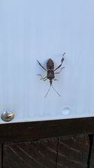 Leptoglossus zonatus