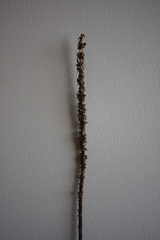 Liatris pycnostachya