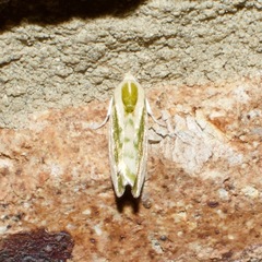 Earias huegeliana