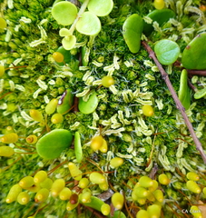 Leptostomum macrocarpum