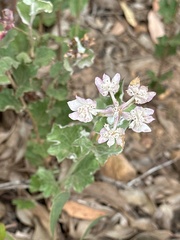 Xanthosia rotundifolia
