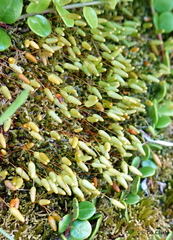 Leptostomum macrocarpum