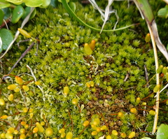 Leptostomum macrocarpum