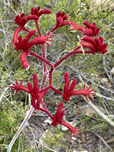 Anigozanthos rufus