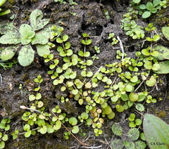 Epilobium nummulariifolium