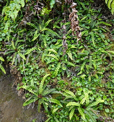 Blechnum blechnoides