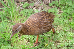 Gallirallus australis australis