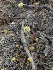 Asteriscium chilense
