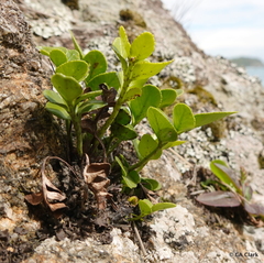 Asplenium obtusatum