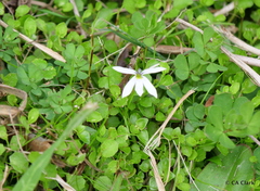 Lobelia angulata