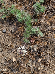 Glandularia sulphurea