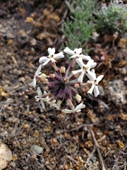 Glandularia sulphurea