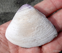 Crassula aequilatera