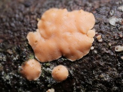 Aleurodiscus amorphus