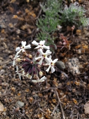 Glandularia sulphurea