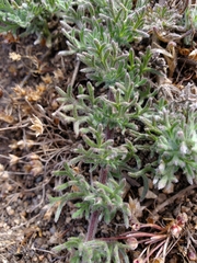 Glandularia sulphurea