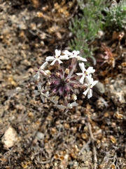 Glandularia sulphurea