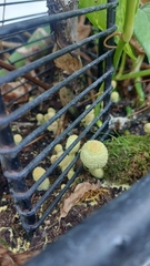 Leucocoprinus birnbaumii image