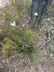 Dietes bicolor