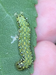 Austramathes purpurea