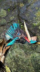 Halcyon cyanoventris