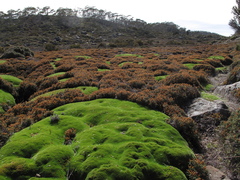 Abrotanella forsteroides