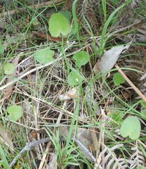 Centella cordifolia