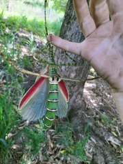 Eurycnema goliath