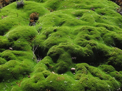 Abrotanella forsteroides