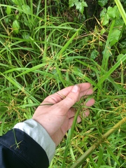 Rhynchospora corniculata