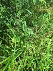 Rhynchospora corniculata