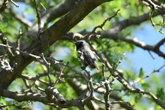 Archilochus alexandri