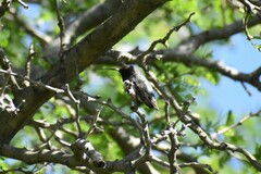 Archilochus alexandri