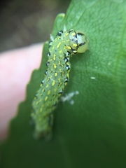 Austramathes purpurea