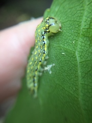Austramathes purpurea