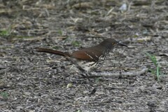 Toxostoma longirostre