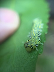 Austramathes purpurea