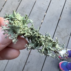 Pseudevernia consocians