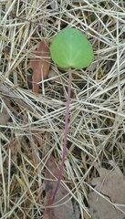 Centella cordifolia