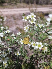 Stigmodera macularia