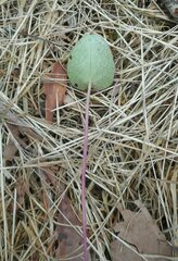 Centella cordifolia